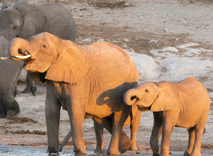 Image Example for elephant