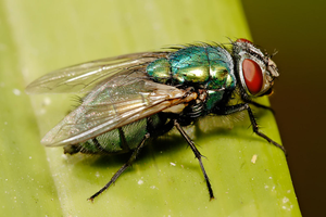 Image Example for fly