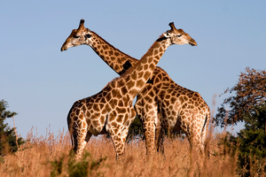 Image Example for giraffe