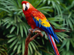Image Example for parrot