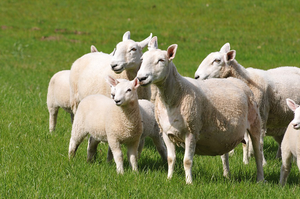 Image Example for sheep