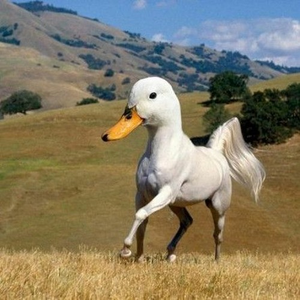 Image Example for unusual