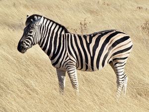 Image Example for zebra