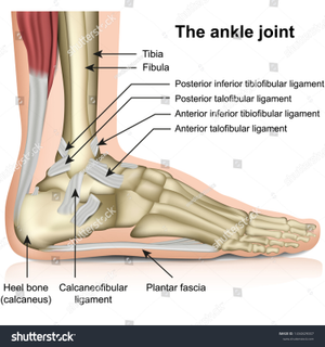Image Example for ankle