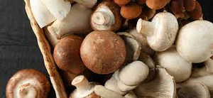 Image Example for mushroom