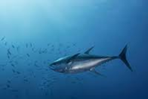 Image Example for tuna