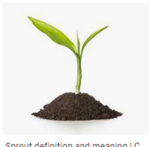 Image Example for sprout
