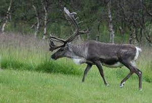 Image Example for reindeer