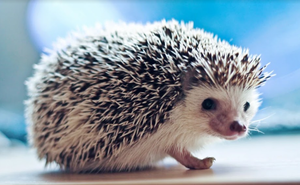 Image Example for hedgehog