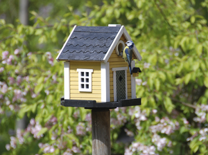 Image Example for birdhouse