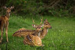 Image Example for deer