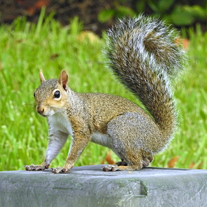 Image Example for squirrels