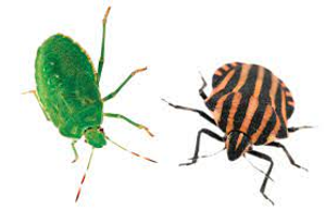 Image Example for insect and bug