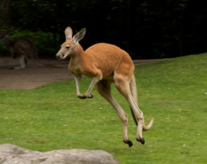 Image Example for kangaroo