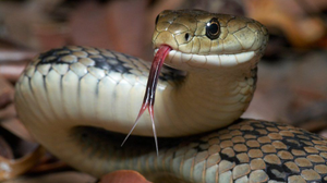 Image Example for snake