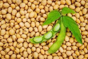 Image Example for soybean