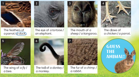 Tiếng Anh 7 Unit 3 3.1 2 2