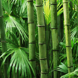 Image Example for bamboo