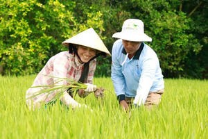 Image Example for rice farming