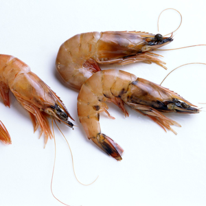 Image Example for shrimp 
