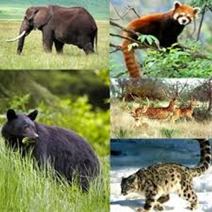 Image Example for wild animals