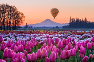 Image Example for tulip festival