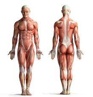 Image Example for muscle