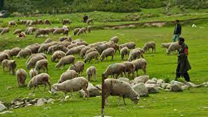 Image Example for herd