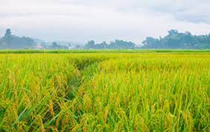 Image Example for paddy field