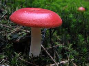 Image Example for mushroom