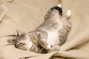 Image Example for comfortable