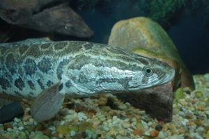 Image Example for snakehead fish