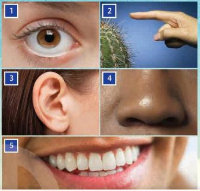 Tiếng Anh 8 Unit 2 Vocabulary: Senses 1 1