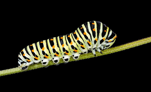 Image Example for caterpillar