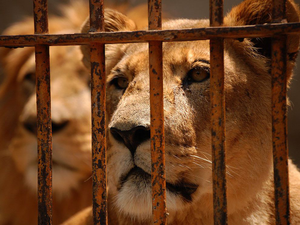 Image Example for captivity