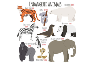 Image Example for endangered animal 