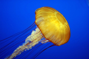 Image Example for jellyfish 