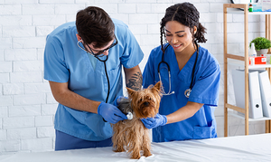 Image Example for veterinary assistant
