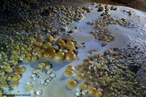 Image Example for cave pearl