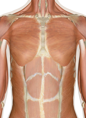 Image Example for chest