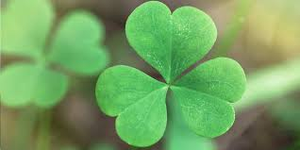 Image Example for shamrock