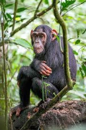 Image Example for chimpanzee