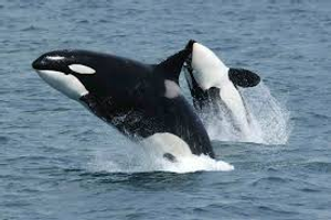 Image Example for orca