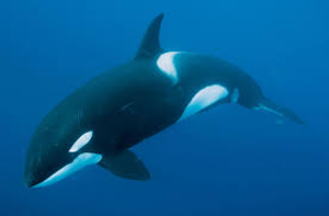 Image Example for whale