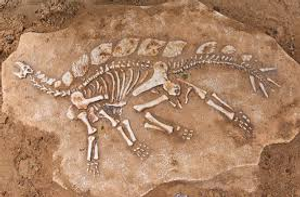 Image Example for fossil
