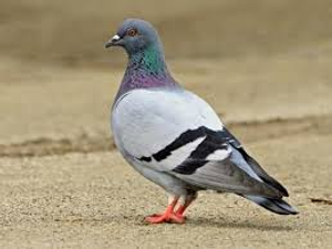 Image Example for pigeon