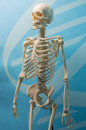 Image Example for skeleton
