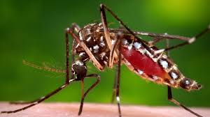 Image Example for mosquito