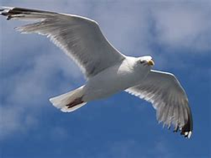 Image Example for seagull 
