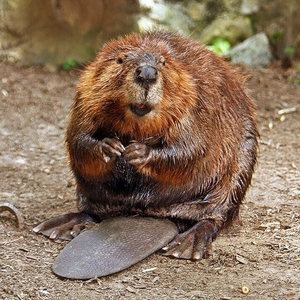 Image Example for beaver
